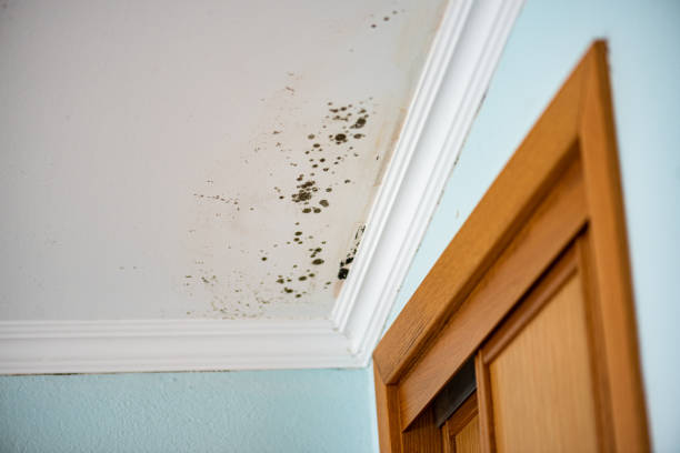 Best Certified Mold Removal  in Elton, LA