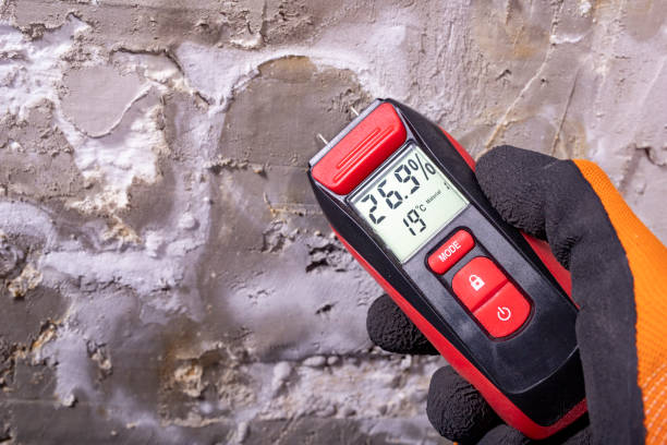 Best Mold Damage Repair  in Elton, LA