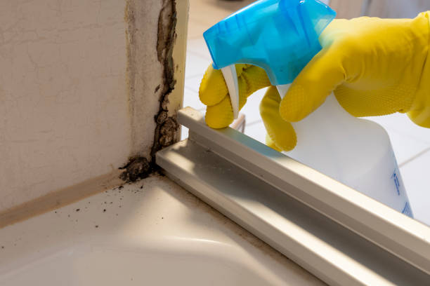 Office Mold Removal Services in Elton, LA