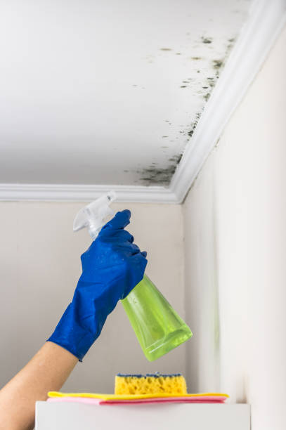 Best Attic Mold Removal  in Elton, LA